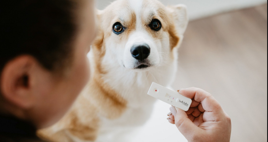 Pregnancy test for dogs